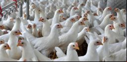 frango-estado