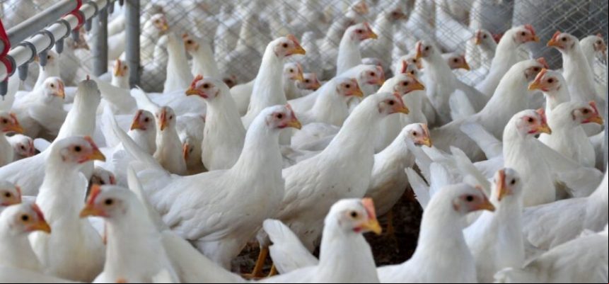 frango-estado